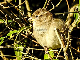 麻雀,斯珀林,鳥