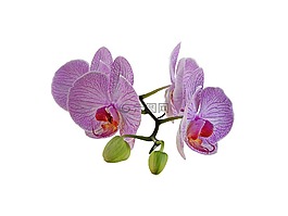 蘭花,花束,花