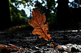 性質(zhì),秋,片