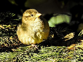 麻雀,斯珀林,鳥