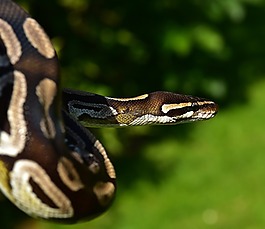 蛇,球 python,python 麗君