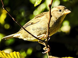 麻雀,斯珀林,鳥