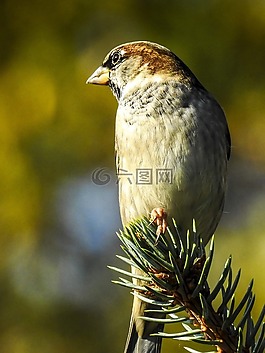 麻雀,斯珀林,鳥(niǎo)