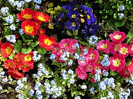 报春花,vergeetmijnietjes,鲜花