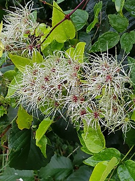綠色,美麗,花卉