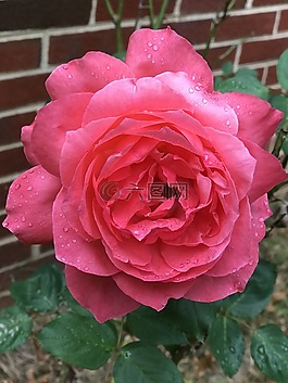 花,玫瑰,花瓣