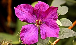 花,紫,紫色花