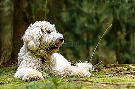黃金貴賓犬,狗,森林