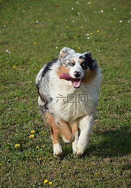 狗,澳大利亞 shepe,澳大利亞牧羊犬