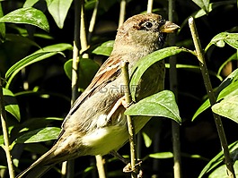 麻雀,斯珀林,鳥
