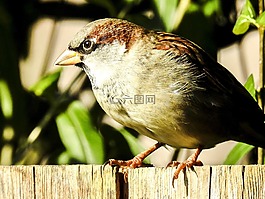 麻雀,斯珀林,鳥