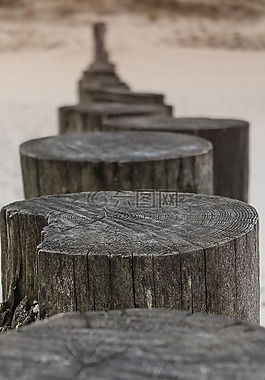 海灘,海岸,木