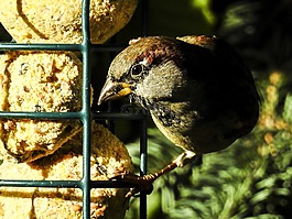 麻雀,斯珀林,鳥