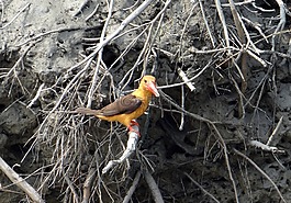 褐翅翠鳥,pelargopsis amau??roptera,鳥
