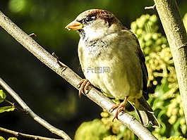麻雀,斯珀林,鳥