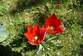 郁金香,花園,鮮花
