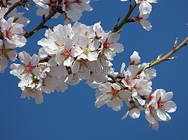 杏仁花,杏仁树,华丽的分支