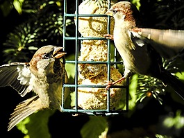 麻雀,斯珀林,鳥