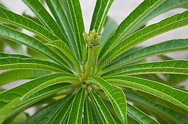 植物,葉,性質(zhì)