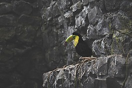 鳥,鳥嘴,羽毛