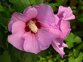 花,芙蓉,粉紅色