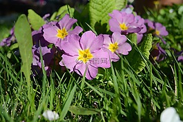報(bào)春花,紫,鮮花