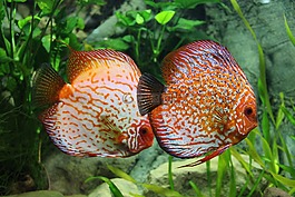 魚,擲鐵餅,水族館