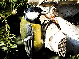 山雀,鳥,鳴鳥