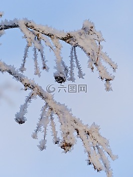 樹,枝杈,白霜