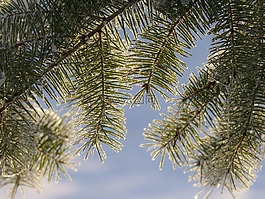 樹(shù),枝杈,冷杉
