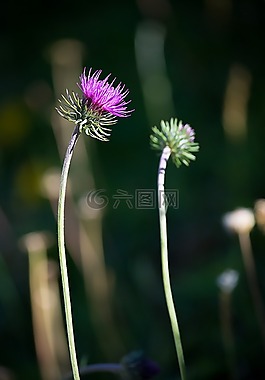 薊,廠,野生植物