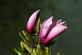 玉蘭,春天,粉紅色