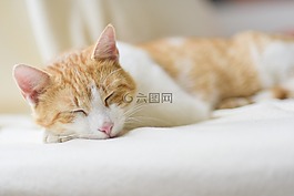 宿醉,貓,睡眠