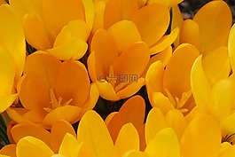 花,藏紅花,黃色