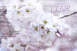 櫻花,木,愛情