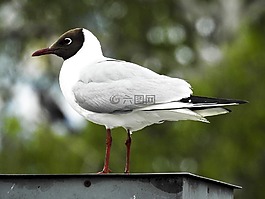 嘴鷗,海鷗,鳥