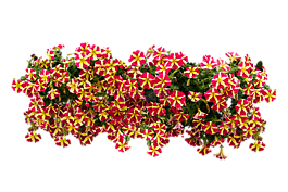 鮮花,性質(zhì),開花