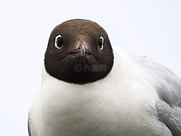 嘴鷗,海鷗,鳥