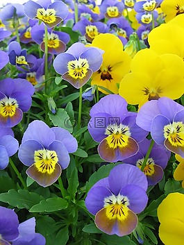 400 500,鮮花,潘茜
