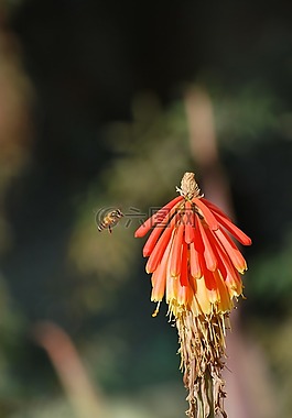 蜜蜂,花,春