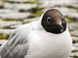 嘴鷗,海鷗,鳥