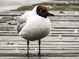 嘴鷗,海鷗,鳥