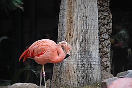火烈鳥,粉紅色,鳥