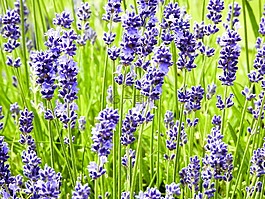 熏衣草,花,廠