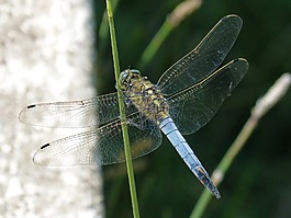 蜻蜓,葉,濕地