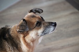 狗,寵物,混合動力