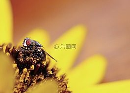 花,黃色,花瓣