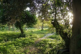 草,綠色,日落