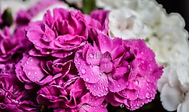 康乃馨,鮮花,紫色