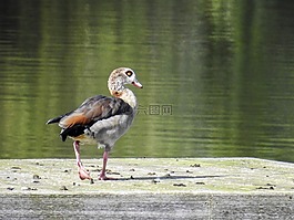 nilgans,鹅,水禽